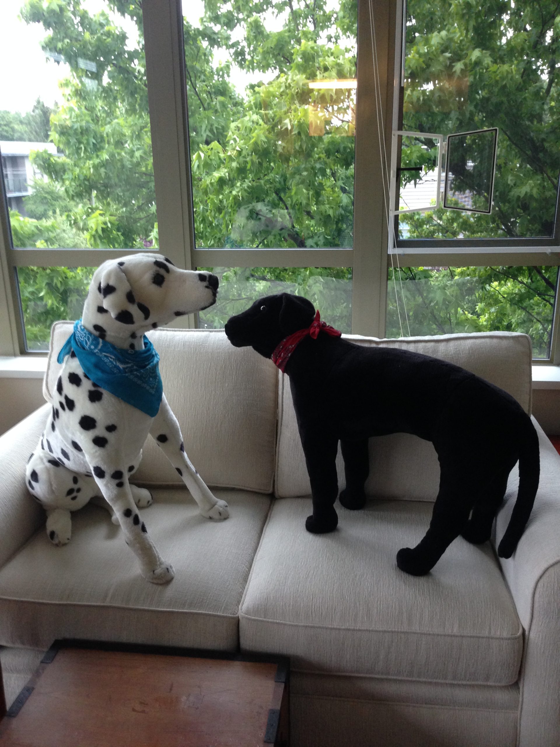 dalmation and labrador