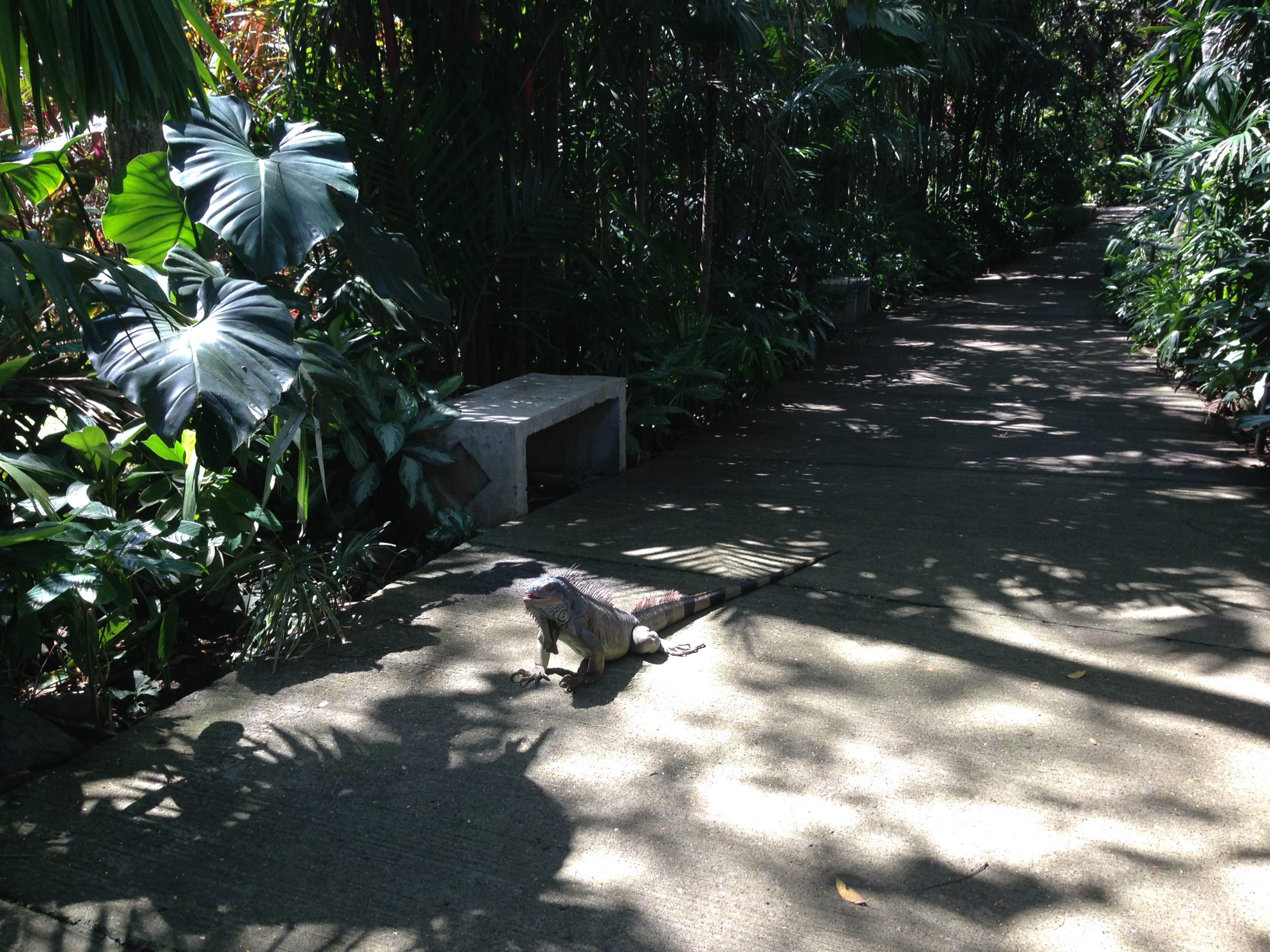 Costa Rican iguana