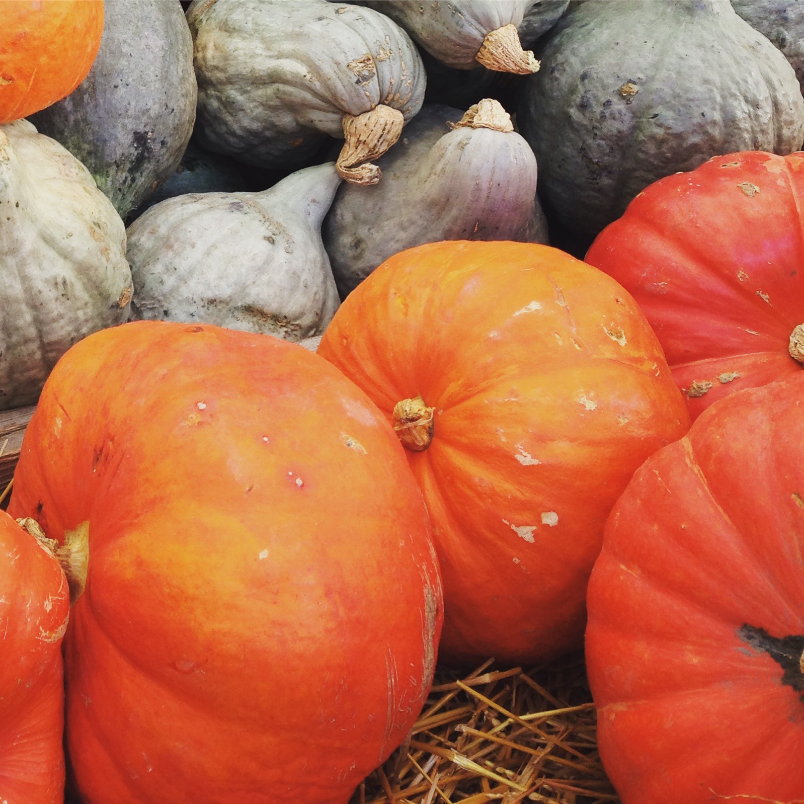 we need Thanksgiving now more than ever, am I right?