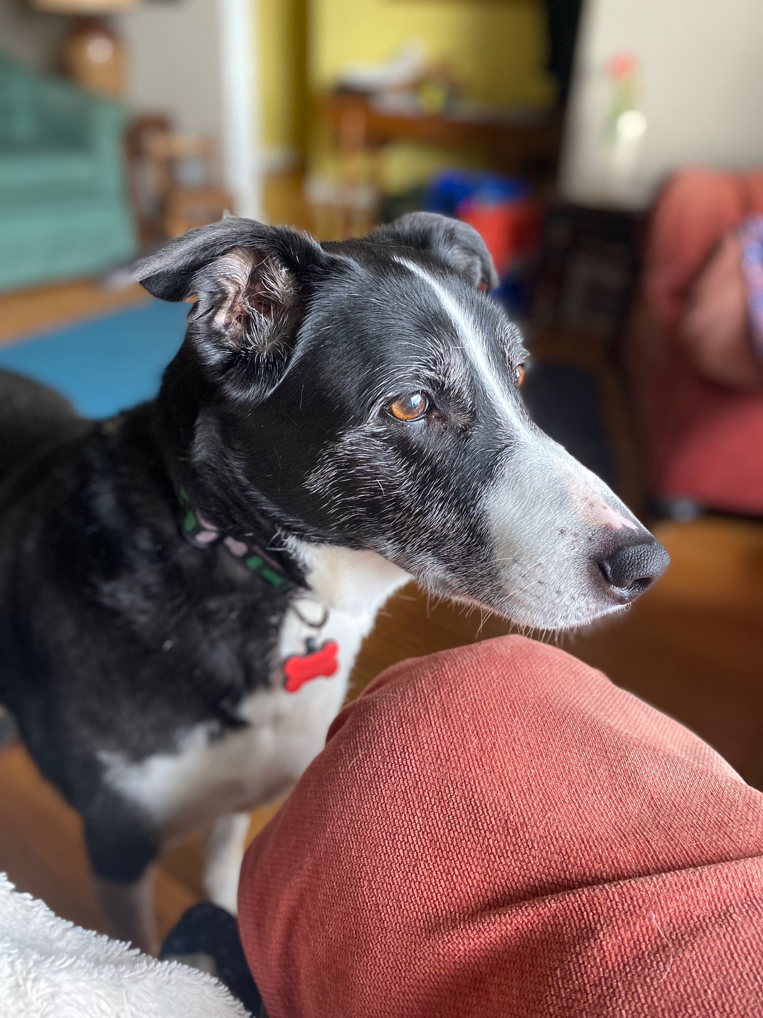 profile of black and white dog