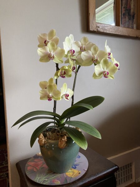 white and crimson orchids in frog rimmed pot