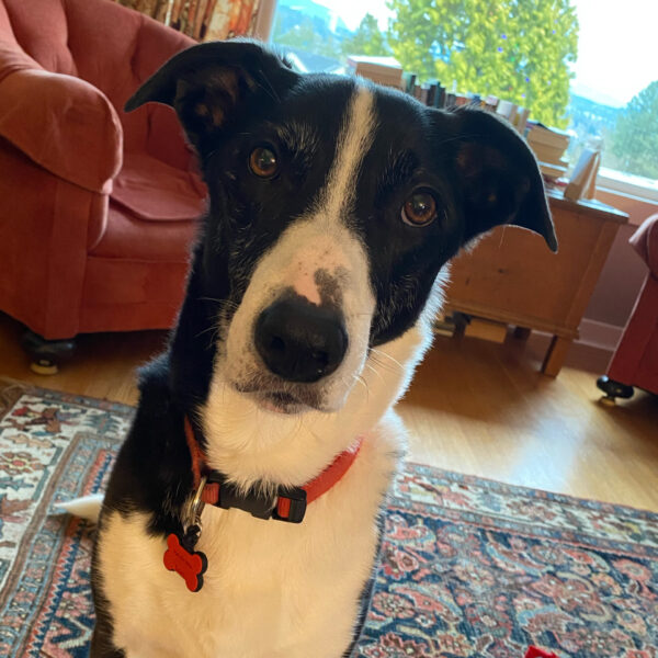 Back and white dog with red collar